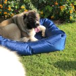 Pets Bedding